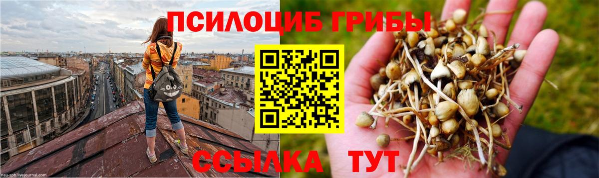Псилоцибиновые грибы Psilocybe  где купить   Саратов  Галлюциногенные грибы ЛСД  Вход с VPN 